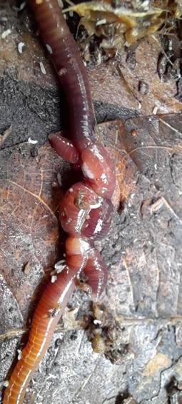 Salamandra en una roca

El contenido generado por IA puede ser incorrecto.