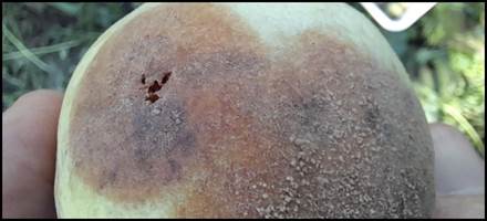 Imagen que contiene foto, café, chocolate, hombre

El contenido generado por IA puede ser incorrecto.