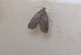 Imagen que contiene animal, edificio, gato, parado

El contenido generado por IA puede ser incorrecto.