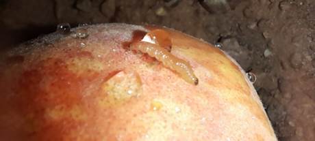 El rostro de queso

El contenido generado por IA puede ser incorrecto.